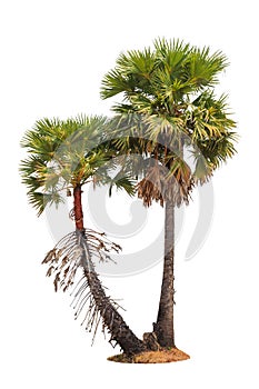 Borassus flabellifer, tropical palm tree isolated