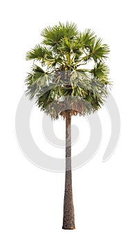 Borassus flabellifer (Sugar palm tree)
