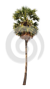 Borassus flabellifer, tropical palm tree isolated
