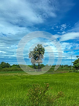 Borassus palm (Borassus aethiopum) in the field