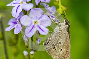 Borbo cinnara (Hesperiidae) Butterfly 0n flower