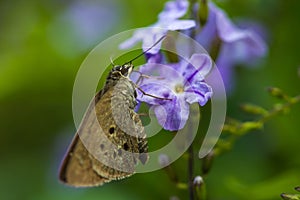 Borbo cinnara (Hesperiidae) Butterfly 0n flower