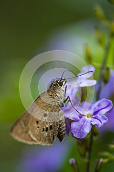 Borbo cinnara (Hesperiidae) Butterfly 0n flower