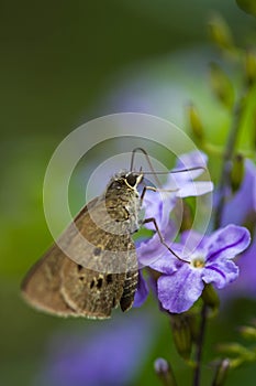Borbo cinnara (Hesperiidae) Butterfly 0n flower