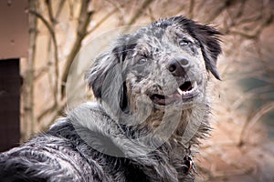 Borde Collie mix dog with tree background photo