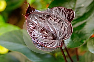 Bordeaux color Anthurium andraeanum flowering plant
