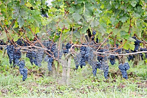 Bordeaux grapes on vines in French vineyard medoc