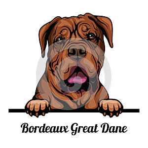 Bordeaux Great Dane - dog breed. Color image of a dogs head isolated on a white background