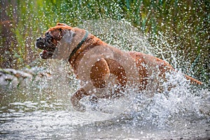 Bordeaux Great Dane running in the water