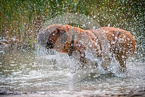 Bordeaux Great Dane running in the water