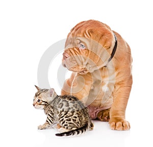 Bordeaux puppy dog and bengal kitten looking away. isolated