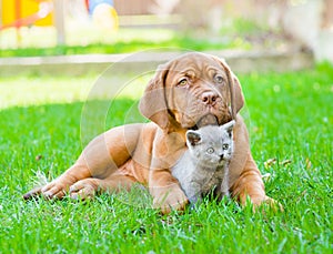 Bordeaux puppy dog embracing cute kitten on green grass