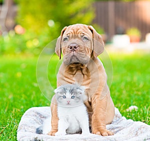 Bordeaux puppy dog hugs newborn kitten on green grass