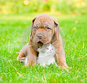 Bordeaux puppy dog hugs newborn kitten on green grass