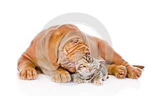 Bordeaux puppy dog kisses bengal kitten. isolated