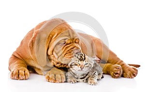 Bordeaux puppy dog kisses bengal kitten. isolated on white background