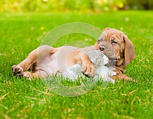 Bordeaux puppy dog kisses kitten