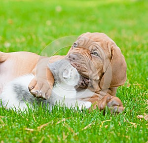 Bordeaux puppy dog kisses kitten on green grass