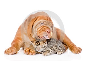 Bordeaux puppy dog licking bengal kitten. isolated