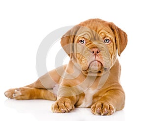 Bordeaux puppy dog looking at camera. isolated on white