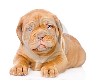 Bordeaux puppy dog lying in front view. isolated on white background