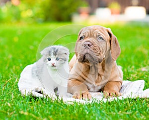 Bordeaux puppy dog lying with small kitten on green grass