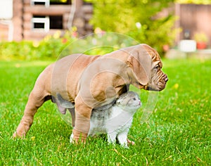 Bordeaux puppy dog and newborn kitten on green grass