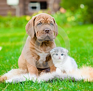 Bordeaux puppy dog and newborn kitten sitting together on green grass