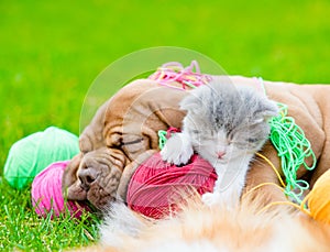 Bordeaux puppy dog and newborn kitten sleeping together on green grass