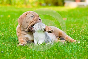 Bordeaux puppy dog playing with kitten on green grass