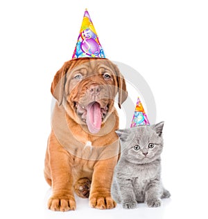 Bordeaux puppy dog and scottish kitten with birthday hats. isolated on white background
