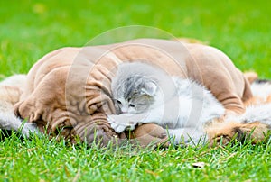 Bordeaux puppy dog sleep with newborn kitten on green grass