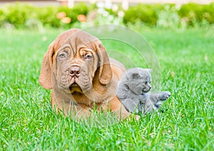 Bordeaux puppy dog and small kitten lying together on green grass