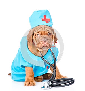 Bordeaux puppy dressed in clothes doctor with stethoscope. isolated