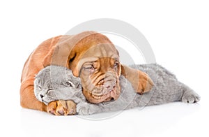 Bordeaux puppy embracing sleeping cat. isolated on white background