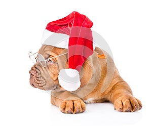 Bordeaux puppy with glasses and red santa hat. isolated on white