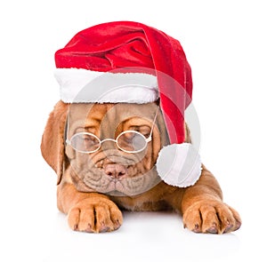 Bordeaux puppy with glasses and red santa hat. isolated on white