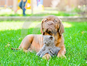 Bordeaux puppy lying with a kitten on the green grass