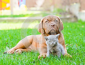 Bordeaux puppy lying with a kitten on the green grass