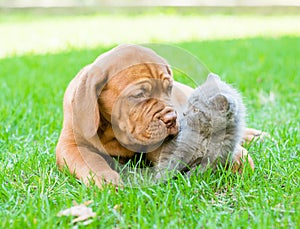 Bordeaux puppy playing with a kitten on the green grass