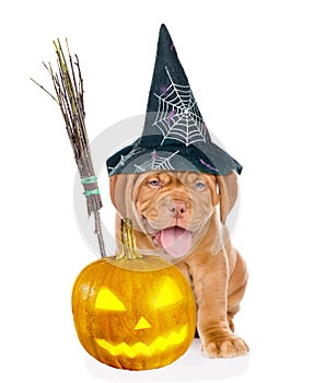 Bordeaux puppy with witches broom stick, pumpkin and hat for halloween. isolated on white background