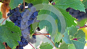 Bordeaux Vineyard, Red Merlot wine grapes ripening on the vine of a winery