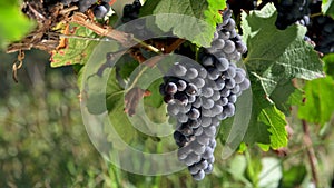 Bordeaux vineyard, red merlot wine grapes ripening on the vine of a winery