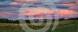 Bordeaux Vineyard at sunrise in autumn, Langoiran, Gironde