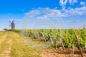 Bordeaux vineyard with Windmill