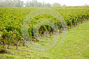 Bordeaux vineyards landscape of Saint Emilion vineyard France