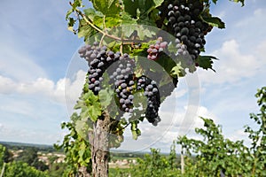 Bordeaux Wineyard at Sunset-Grapes