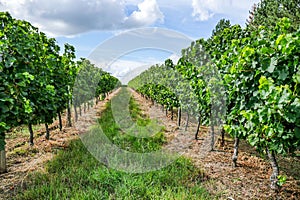 Bordeaux Wineyard at Sunset-Grapes