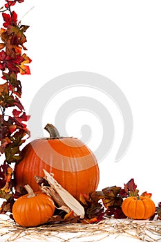 Border of Assorted sizes of pumpkins on hay