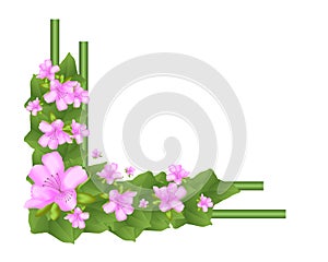 Border with azaleas and ivy leaves, cdr vector photo